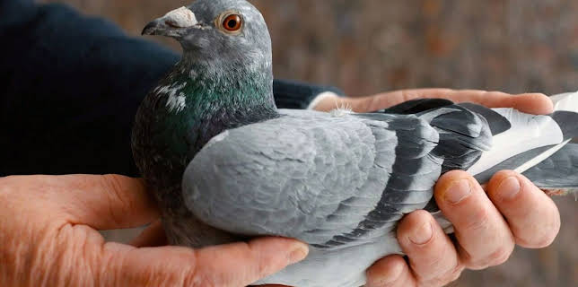 05:50: Das millionenschwere Taubenrennen | Arte | 3/14 2026