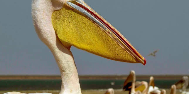 17:50: Die Pelikan-Insel | Arte | 1/13 2026