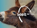 Welt der Tiere