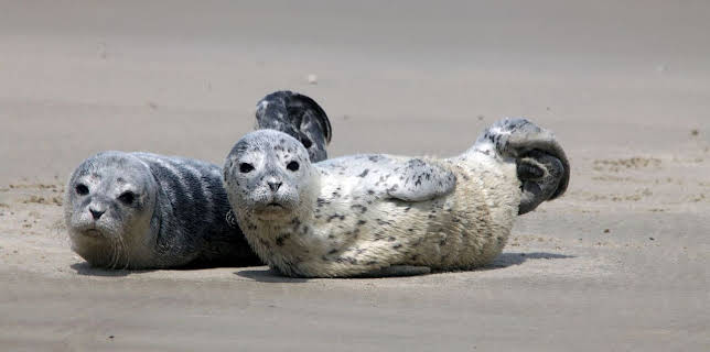 07:25: GEO Reportage | Arte | 2/28 2026