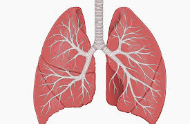 The Hidden Power of Microbes: Skin, Gut, and Respiratory Tract Microbes