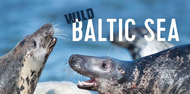 Wild Baltic Sea