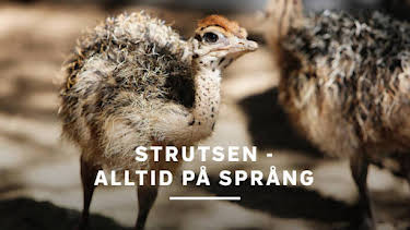 20:10: Strutsen - alltid på språng | Kunskapskanalen | 5/3 2026
