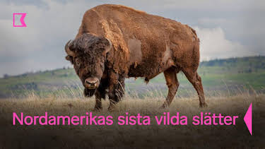 20:10: Nordamerikas sista vilda slätter | Kunskapskanalen | 8/30 2026