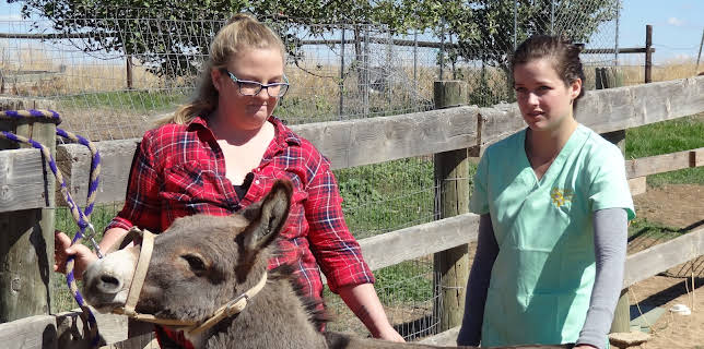 08:30: Dyrlegen i Rocky Mountain (S3 E2) (S3) | Animal Planet | 1/2 2026