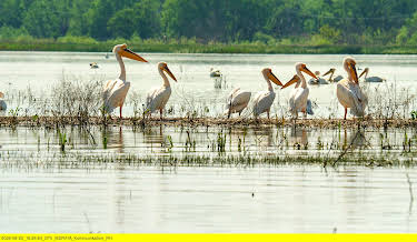 04:45: Wasserparadiese in Europa: Das Donaudelta | 3SAT | 10/5 2026