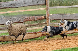 Breed All About It: Australian Shepherd