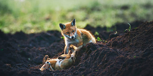 12:30: Ville vedunderlege dyr: Dei små reveungane | NRK Super | 1/20 2026