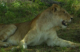 Animal Strategies: The Choice of Weapons