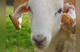 Wild Tales From the Farm Season 1: Change in the Air