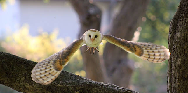 13:55: Der Flug der Eule | 3SAT | 3/9 2026