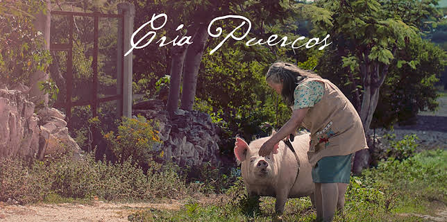 Cría Puercos (2018)