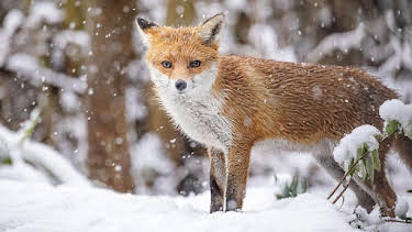 8:00 PM: Winterwatch (S14 E1) (S14) | BBC Two | 1/20 2026