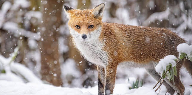 7:00 PM: Winterwatch (S14 E1) (S14) | BBC Two | 1/20 2026