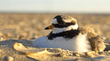 21:00: Expeditionen ins Tierreich | NDR Fernsehen | 4/1 2026