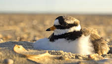 Expeditionen ins Tierreich