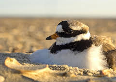 Expeditionen ins Tierreich