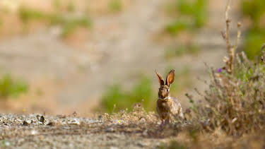 15:25: Naturparks in Portugal: Naturpark Guadianatal | 3SAT | 7/5 2026