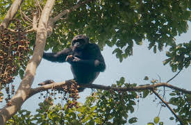 Survival of the Beast, Season 1: Chimpanzee