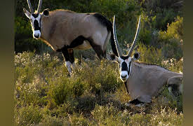 Great Parks Of Africa: Karoo National Park