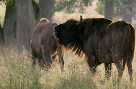 Ode to Nature: Fields, Heaths and Coastlines