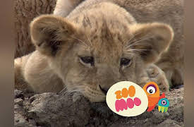 Dance Fever: Australian Animals