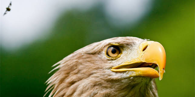 15:30: Der Flug des Seeadlers | 3SAT | 3/9 2026