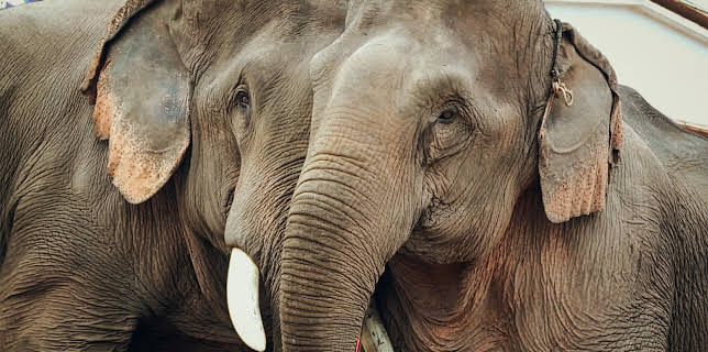 20:15: Stealing Giants – Der grausame Handel mit lebenden Elefanten | 3SAT | 10/29 2025