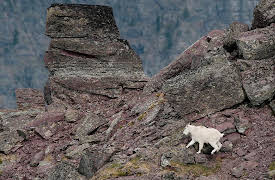 Planet Earth Season 1 (Narrator - David Attenborough): Mountains (Narrator - David Attenborough)