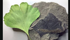 Die Dinosaurier vom Südpol