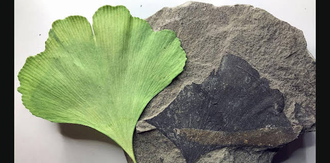 07:40: Die Dinosaurier vom Südpol | Arte | 11/30 2025