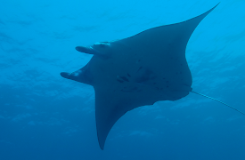 Wild Japan: Southwest Islands