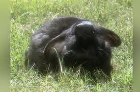 Kidsongs Season 1: A Day with the Animals