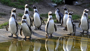 17:05: Panda, Gorilla & Co. (152) | RBB Fernsehen | 6/16 2026