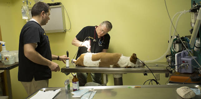 08:30: Dr. Dee: Alaska Vet (S2 E1) (S2) | Animal Planet | 1/3 2026