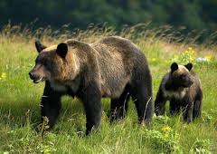 Japan: Earth's Enchanted Islands