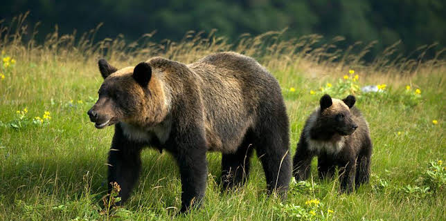 4:15 PM: Japan: Earth's Enchanted Islands | BBC Two | 2/5 2026