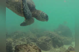 Sea Rescue: Sea Rescue - Turtle Travels