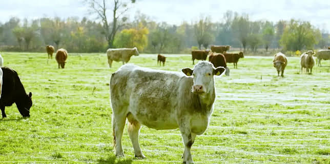 04:40: Die Nordreportage: Hofgeschichten | NDR Fernsehen | 3/23 2026