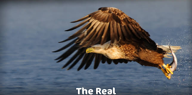 The Real Angry Birds (2014)