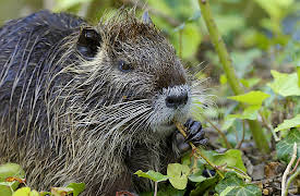 They Came to Stay - Our Alien Animal Neighbours: Coypus