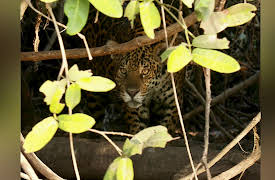 Coyote Peterson: Brave the Wild Season 1: Shadow of the Jaguar