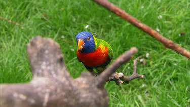 13:25: Elefant, Tiger & Co. (286) | MDR Fernsehen | 4/2 2026