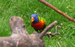 Elefant, Tiger & Co.