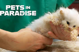 Pets in Paradise TV: Vegan Vets