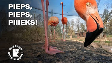 18:50: Elefant, Tiger & Kids: Zoo-Praktikum backstage | MDR Fernsehen | 4/1 2026