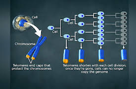 What Darwin Didn't Know: The Modern Science of Evolution: The Evolution of Aging and Death