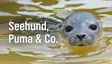 Seehund, Puma & Co.