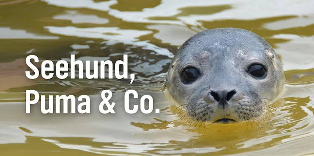 11:55: Seehund, Puma & Co. (187) | WDR Fernsehen | 11/20 2025