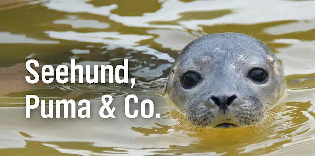 Seehund, Puma & Co